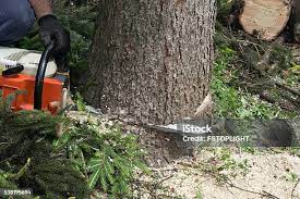 Best Tree Removal  in Victory Lakes, NJ