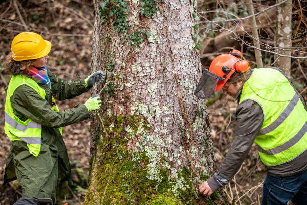 Best Tree Health Inspection  in Victory Lakes, NJ