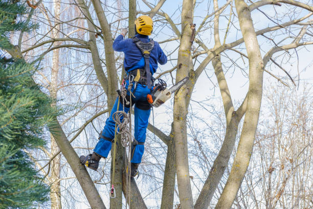 Trusted Victory Lakes, NJ Tree Care Experts
