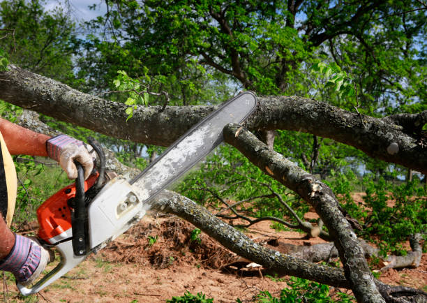 How Our Tree Care Process Works  in  Victory Lakes, NJ